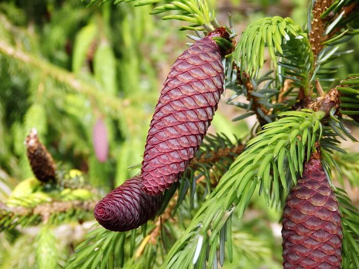 Conifers plant