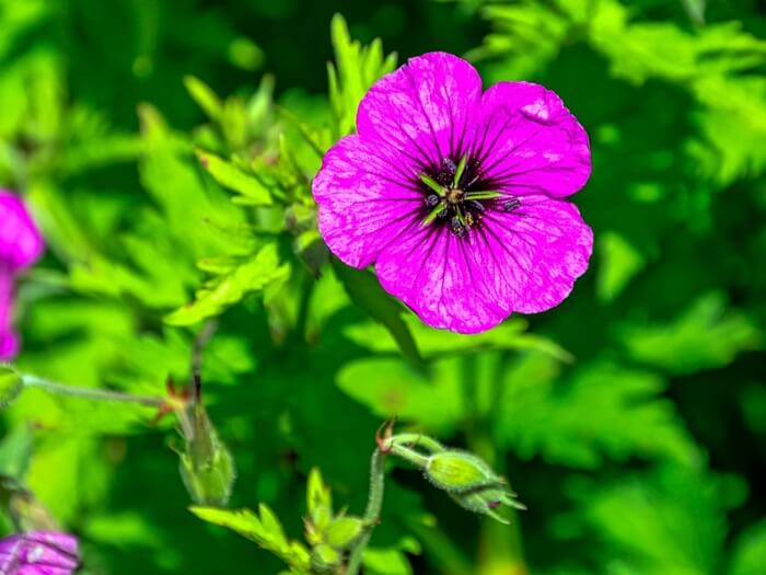 Cranesbill Care
