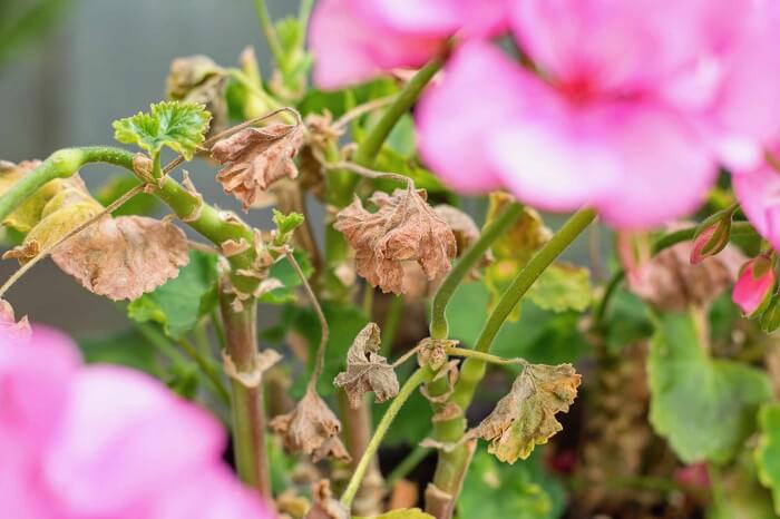 Cranesbill Diseases and pests