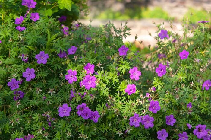 Cranesbill (Geranium)