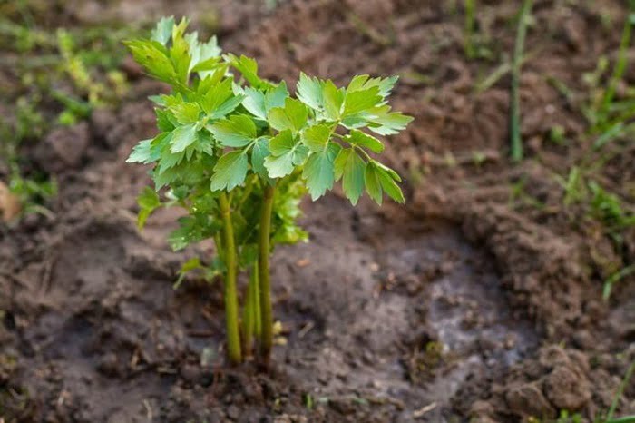Cultivation of the Lovage (Maggi herb)