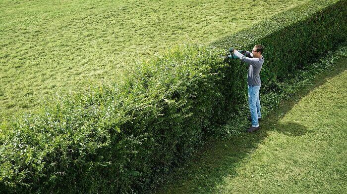Cut deciduous hedge