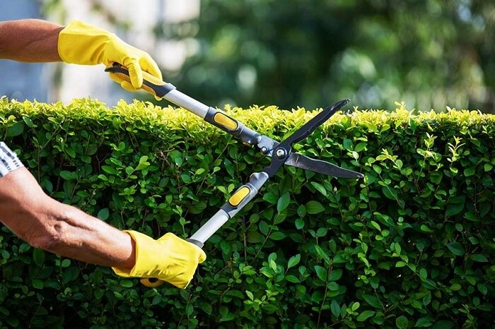 Cutting hedges
