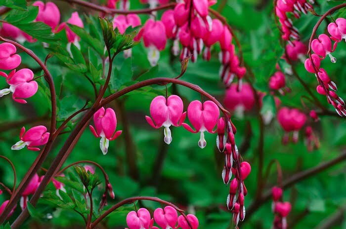 Cuttings Bleeding heart plant