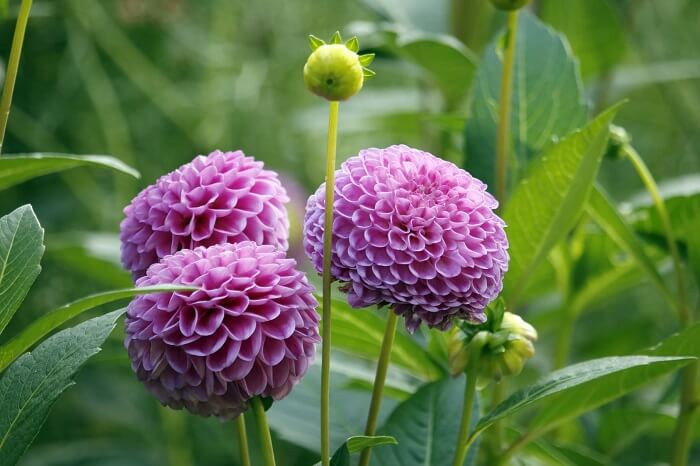 Dahlien (Dahlia) flowers