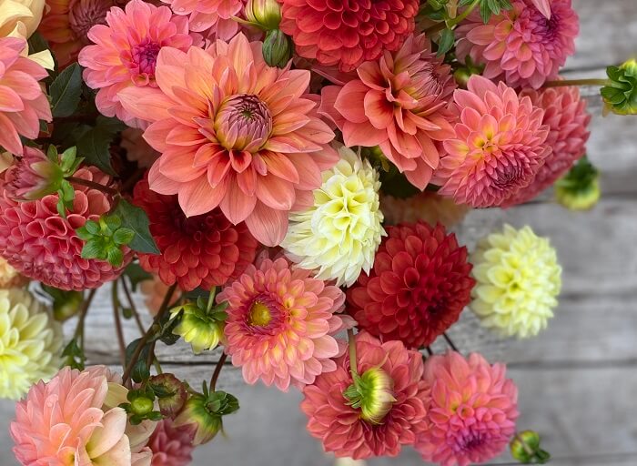 Dahlien (Dahlia) varities