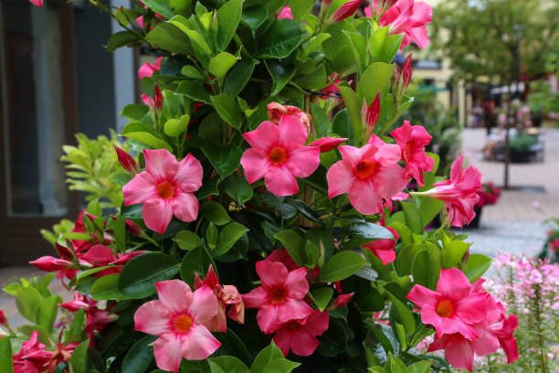 Dipladenia