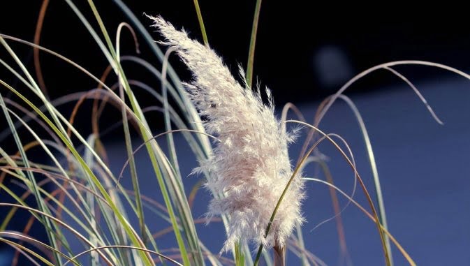 Diseases and pests in pampas grass