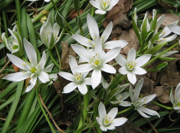 Diseases ornithogalum dubium