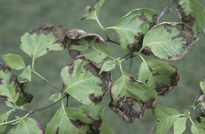 Dogwood Diseases and pests