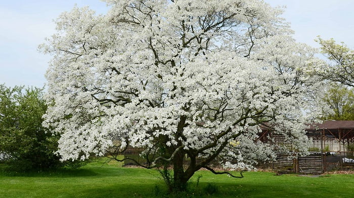 Dogwood Tree Watering and fertilizing