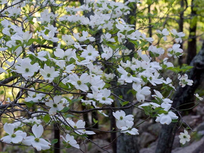 Dogwood Tree