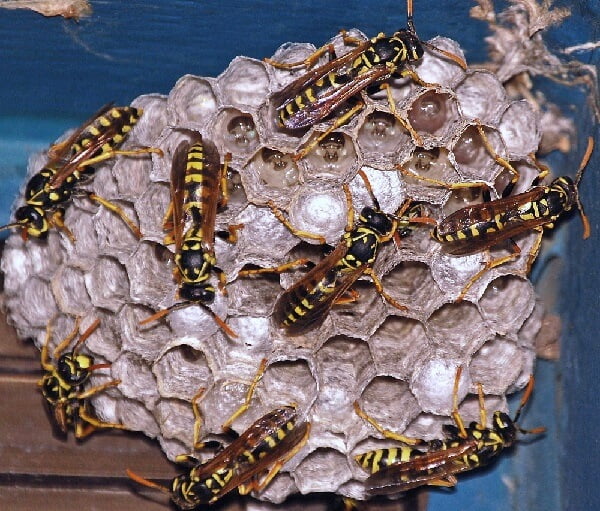 Earth wasp nests of social wasps