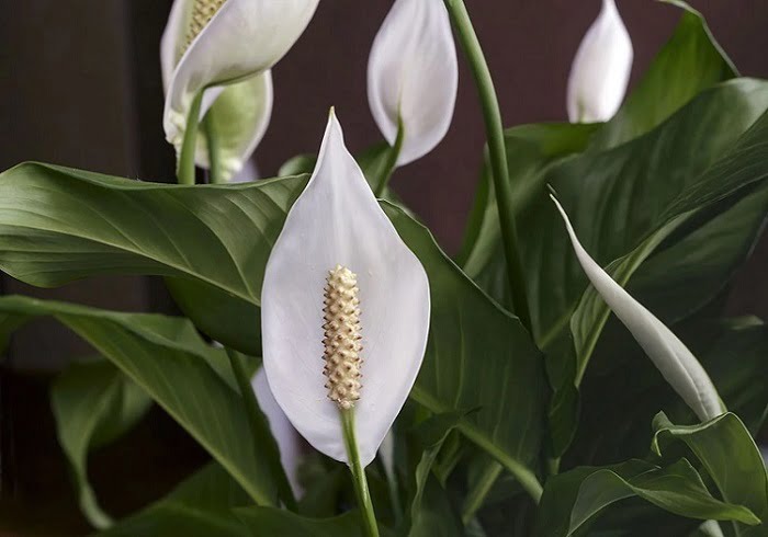 Einblatt (Spathiphyllum)