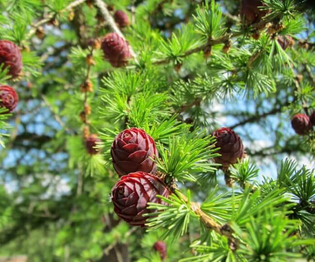 European larch (Larix decidua)
