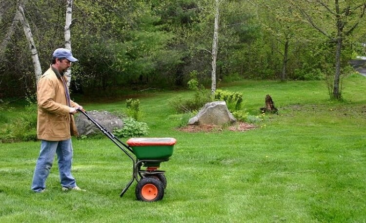 Fertilize the lawn for the first time