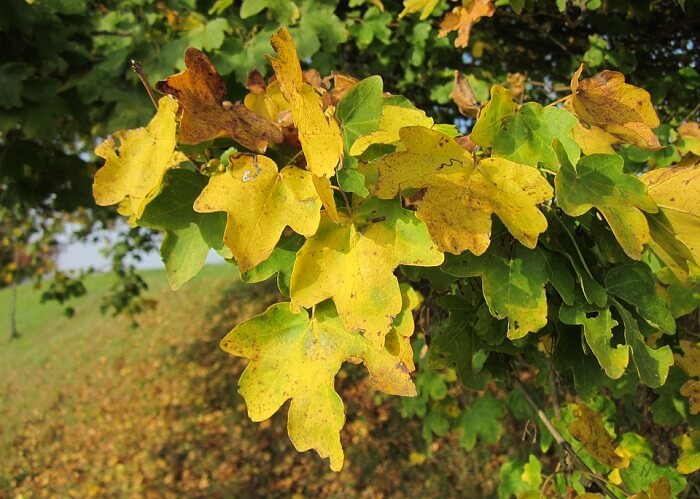 Field maple (Acer campestre)