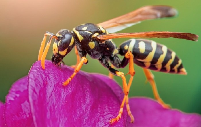 Fight earth wasps