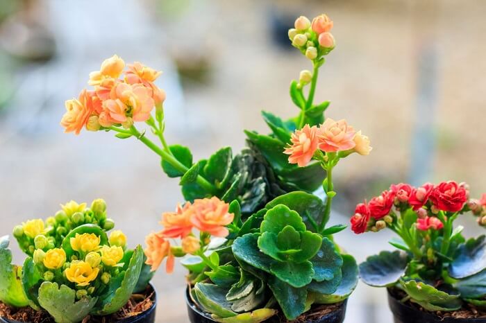 Flaming Käthchen Care