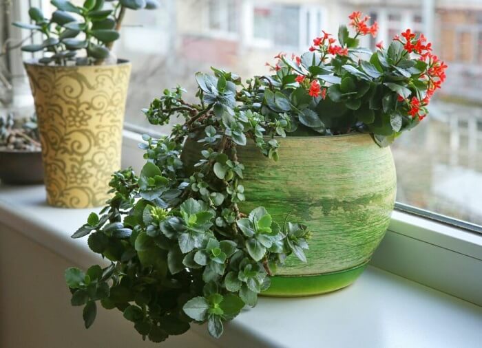 Flaming Käthchen Diseases and pests