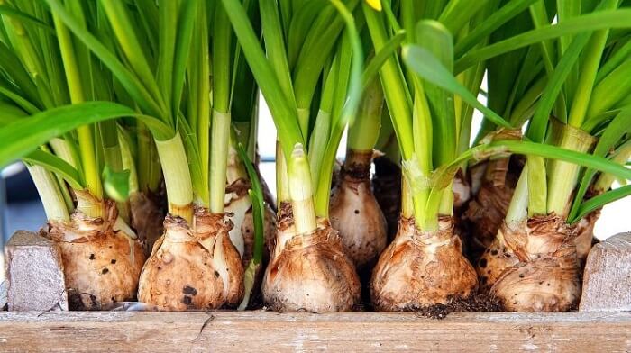 Flower bulbs