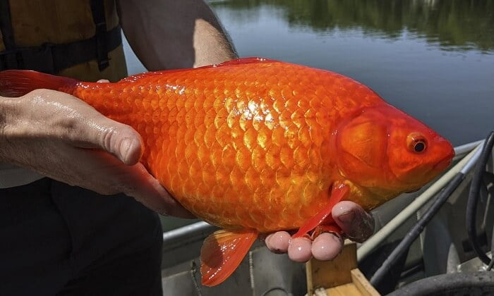 Goldfish in the garden pond