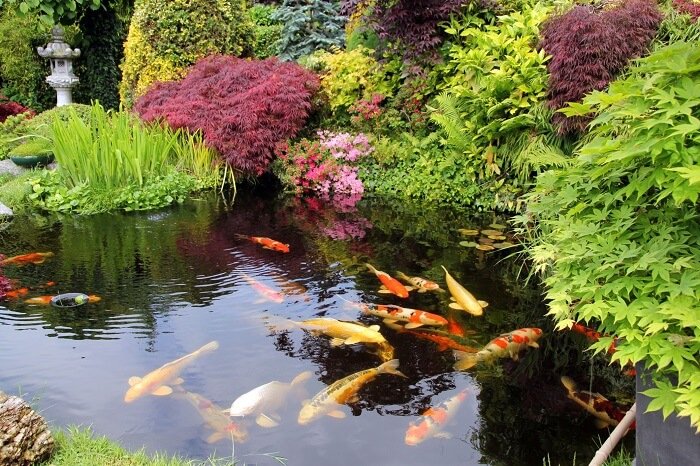 Goldfish in the garden