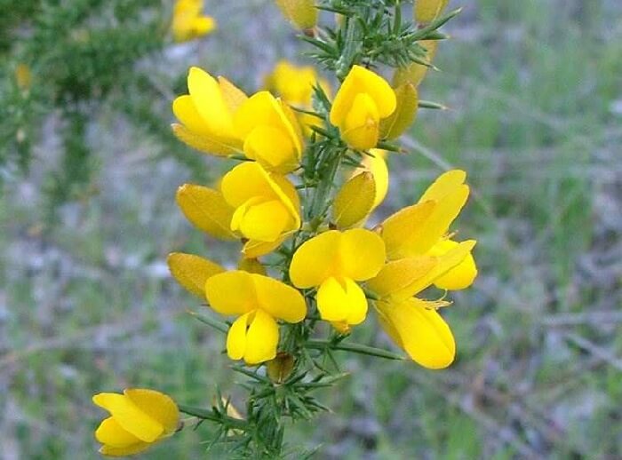 Gorse Planting Care Cutting