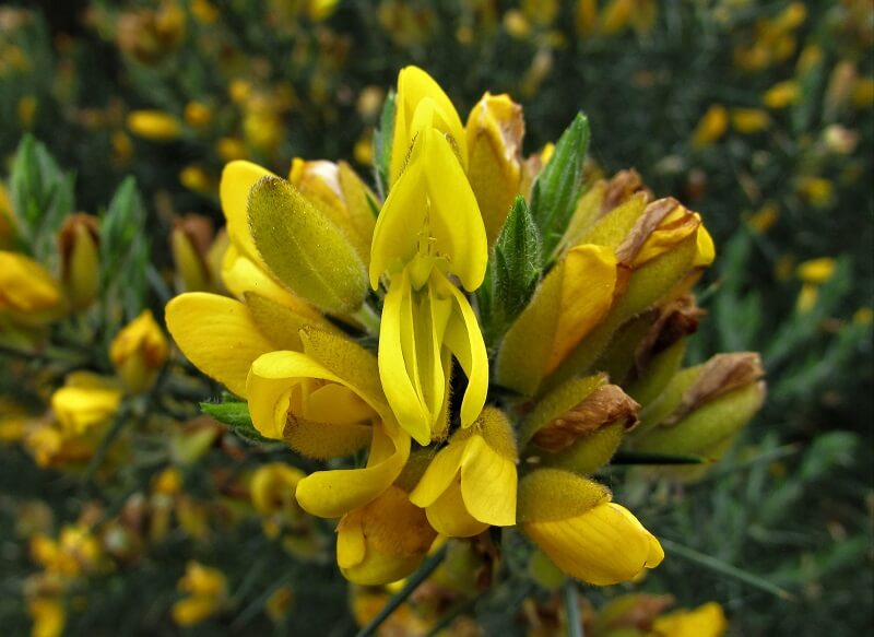Gorse plant