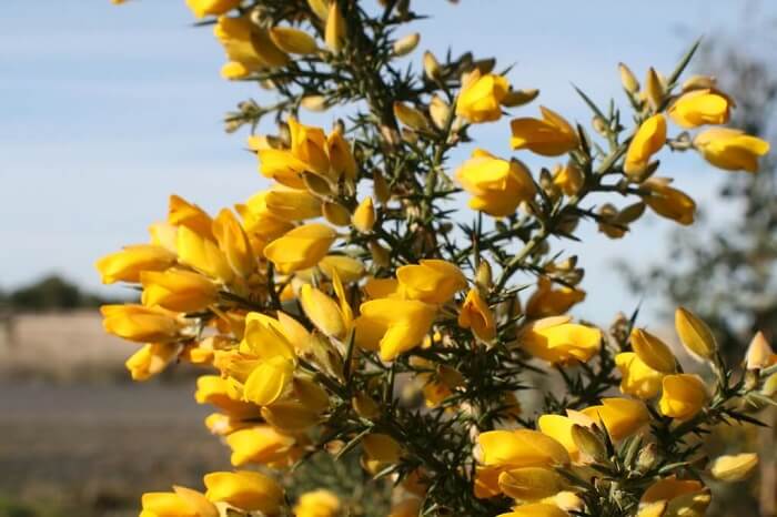 Gorse varieties