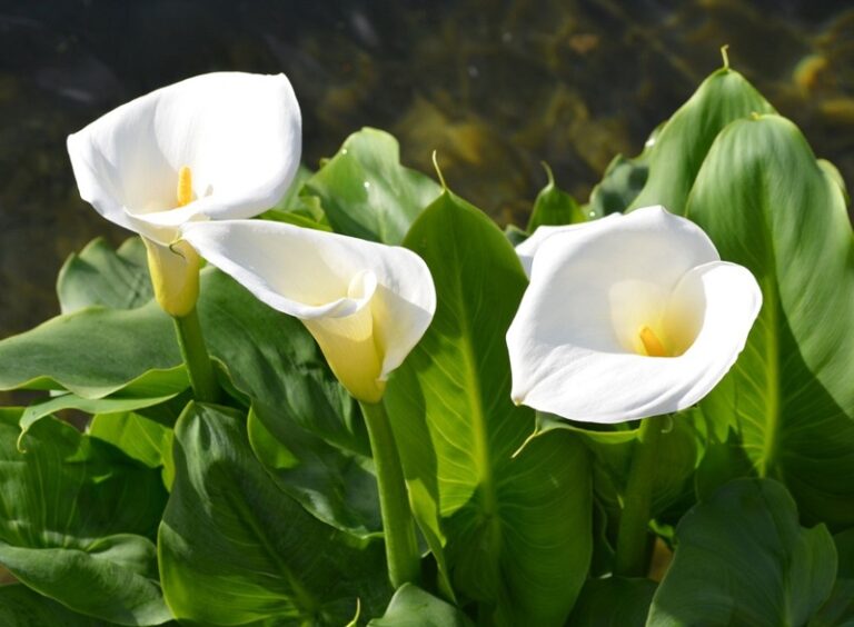 Green Lily – Care & Propagation