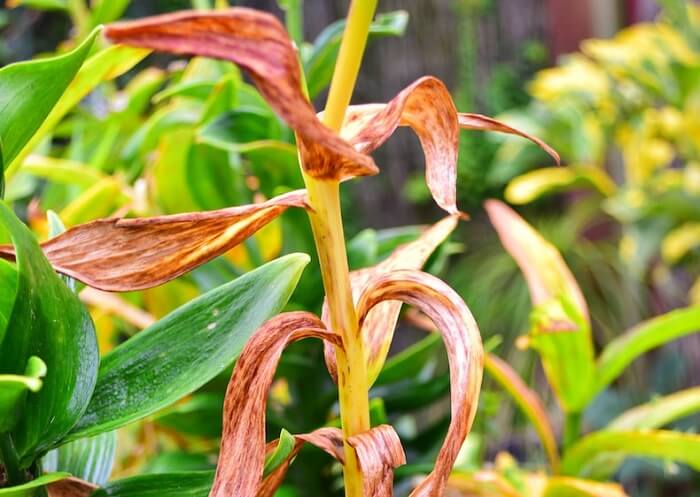 Green lily Diseases and pests