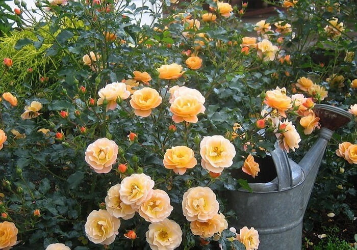 Ground cover rose plants