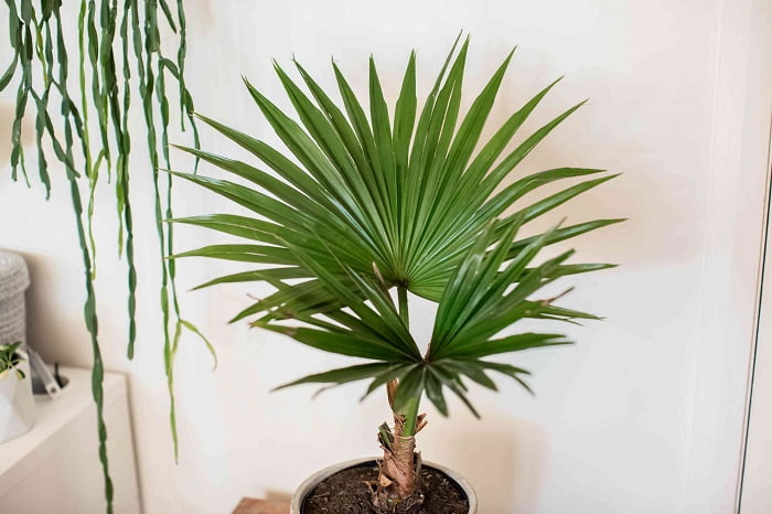 Grow water palm