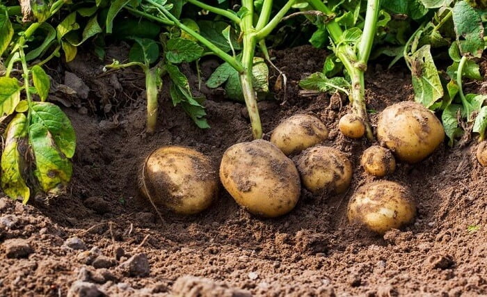 Growing Potatoes