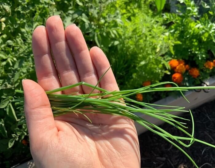 Harvest chives