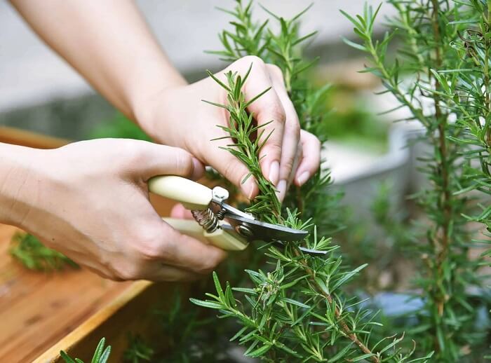 Harvest rosemary