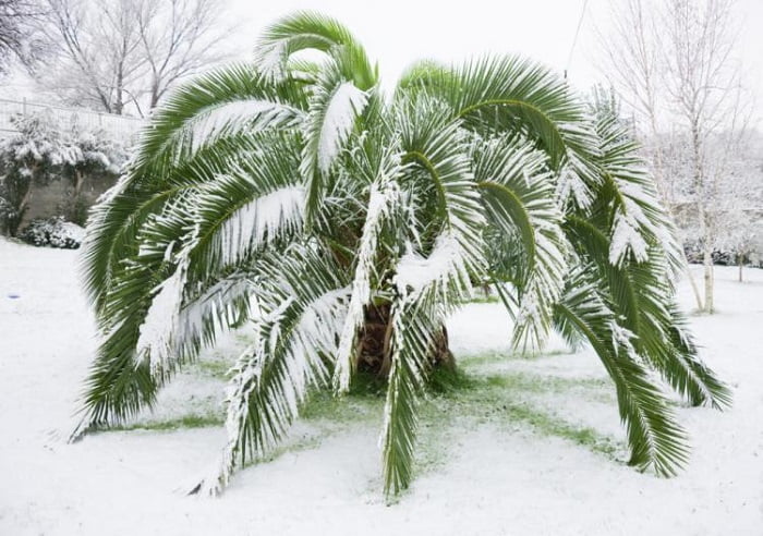 Hemp Palm owerwinter