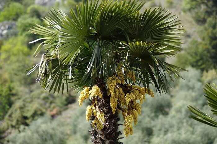 Hemp palm