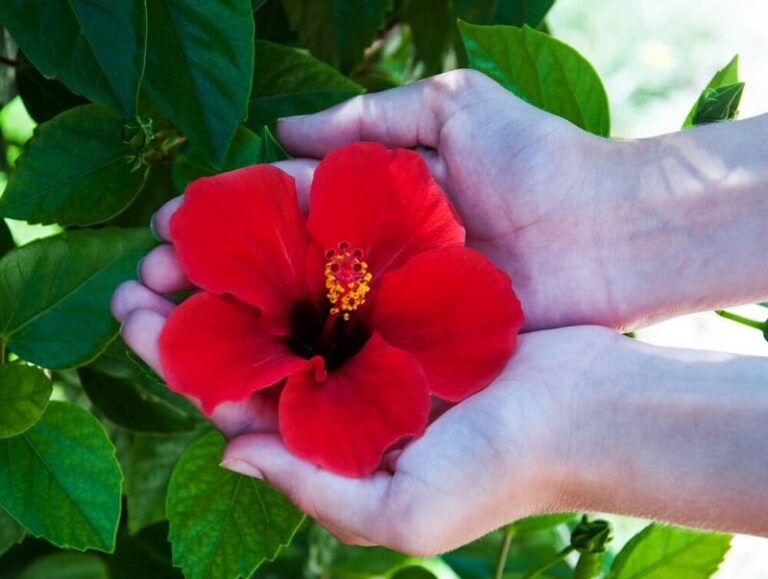 Hibiscus – care – cutting, propagating and wintering.