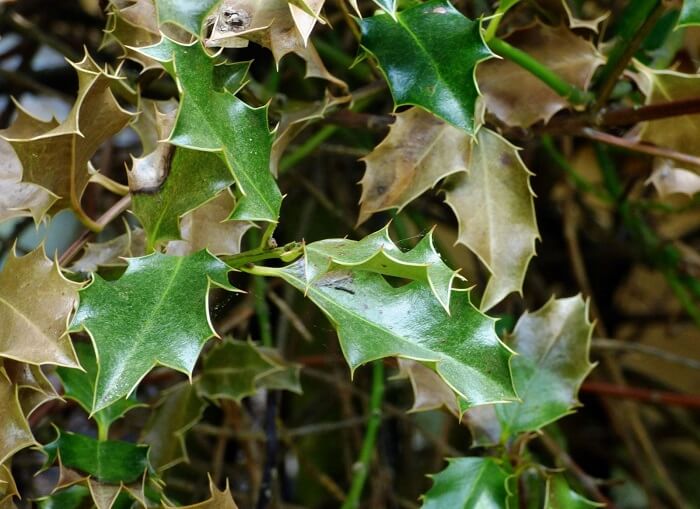 Holly (Ilex) Diseases and pests