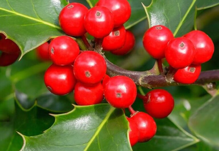 Holly (Ilex) plant