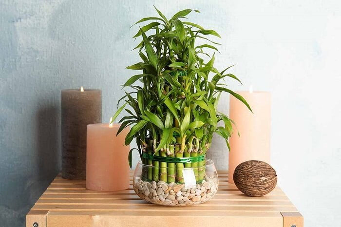 Houseplants Lucky Bamboo