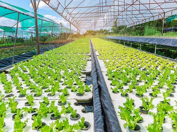 Hydroponics