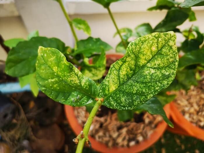 Jasmine plant Diseases and pests