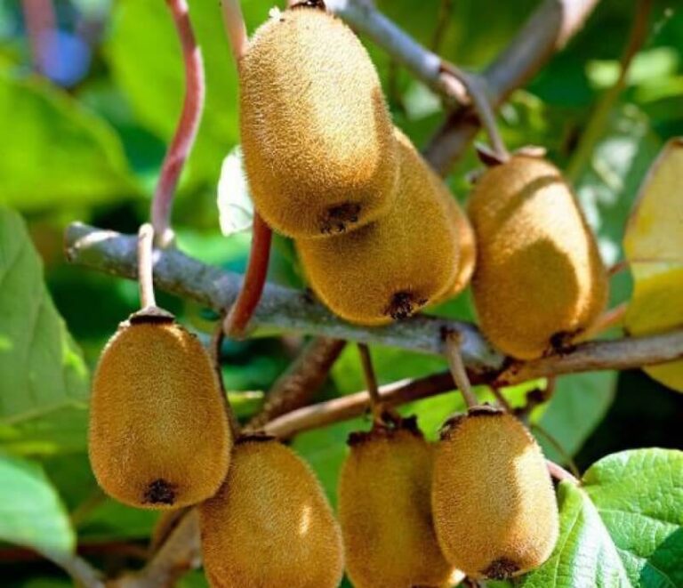 Kiwi fruits
