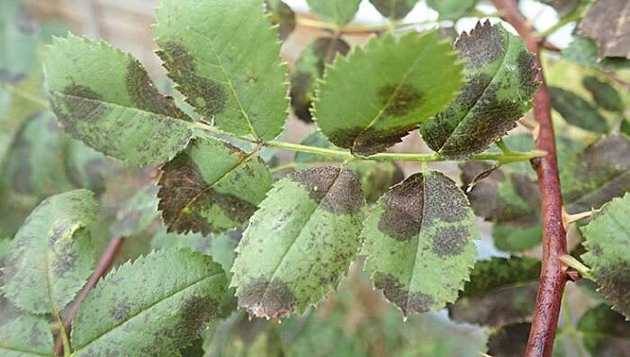 Lantern flower Diseases and pests