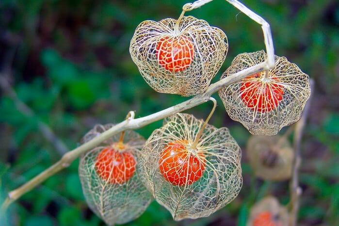 Lantern flower Spreading and cutting