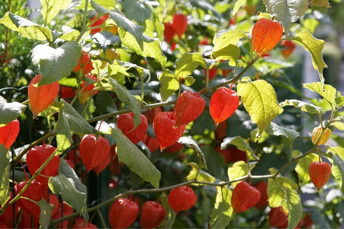 Lantern flower