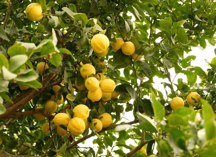 Lemon Diseases and pests